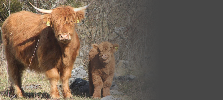 About the Greenbrier Valley Local Foods Initiative
